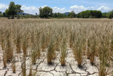 Irrigation Water Management Through Smart Design Strategies