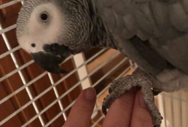 Healthy African grey parrots for rehoming "Hand-reared African Grey parrot seeking new home. This intelligent and affectionate bird is looking for an experienced owner who can provide attention, social interaction, and a stimulating environment. Known for its playful and loving nature, this parrot would thrive in a home with a dedicated owner. £800 OBO."