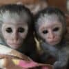 Capuchin Monkeys Ready for Adoption