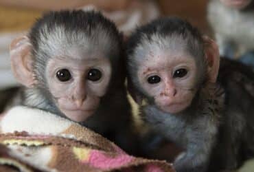 Capuchin Monkeys Ready for Adoption