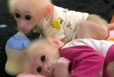 Adorable capuchin monkeys for good homes