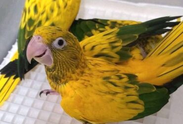 Conure available for sale