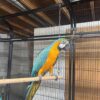 Extremely Friendly Blue and Gold Macaw Parrots