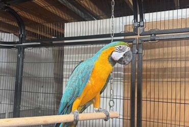 Extremely Friendly Blue and Gold Macaw Parrots