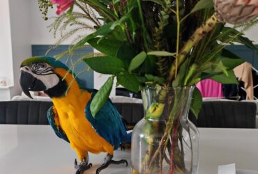 Talking Blue and Gold Macaw Parrot