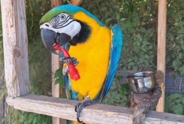 Wonderful Blue and Gold Macaw Parrot