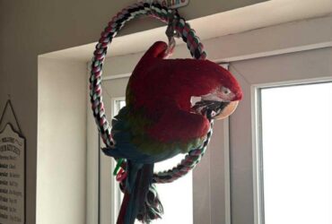 Tame Scarlet macaw parrot