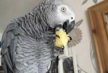 DNA tested African Grey Parrot