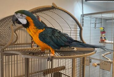 Tame Blue and Gold Macaws