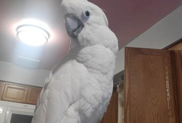 Fully Hand Tame Umbrella Cockatoo Parrot