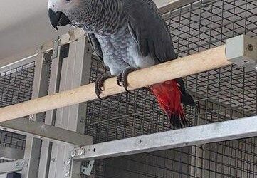 Handreared Super Tame Cuddly African Grey Parrot