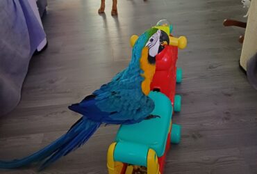 Super friendly blue and gold macaw parrot
