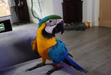 TAME AND TALKING FEMALE BLUE AND GOLD MACAW PARROT