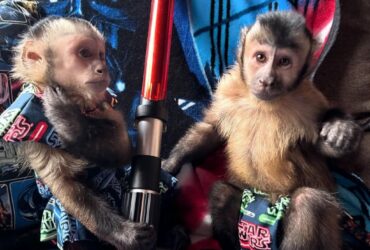 capuchin monkeys for rehoming…(+54 91130358462)