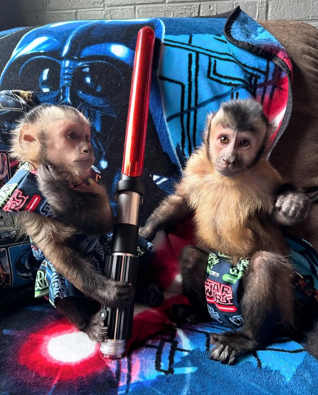 capuchin monkeys for rehoming…(+54 91130358462)