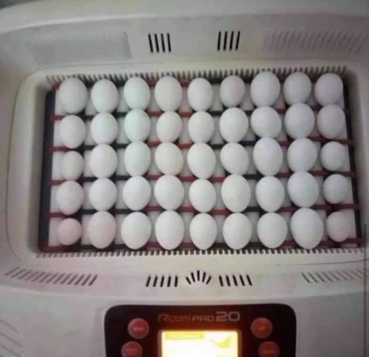 parrots, birds and parrot eggs for sale..