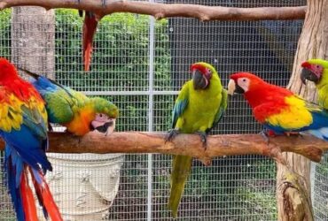 parrots, birds and parrot eggs for sale..