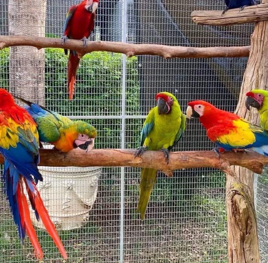 parrots, birds and parrot eggs for sale..