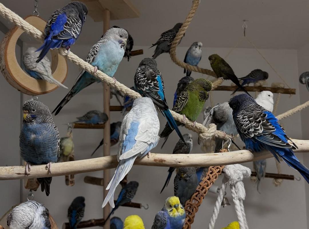 parrots, birds and parrot eggs for sale..