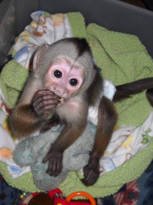 capuchin monkeys for rehoming…(+54 91130358462)