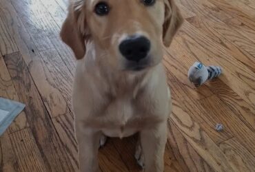 Purebred Golden Retriever Puppy – Gentle, Family‑Raised & Vet‑Checked