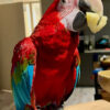 Red and Blue Macaws for rehoming