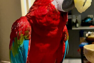 Red and Blue Macaws for rehoming