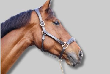 Premium Leather Halters for Horses CanterCart