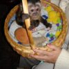 Female Small Baby Lovable Pet Capuchin Text 1 (845) 675-6883
