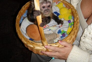 Female Small Baby Lovable Pet Capuchin Text 1 (845) 675-6883