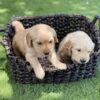 Adorable AKC Golden Retriever Puppies   (218) 307-1140