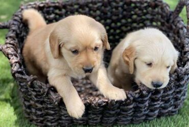 Adorable AKC Golden Retriever Puppies   (218) 307-1140