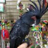 Handfed and reared Black Palm Cockatoo Parrot