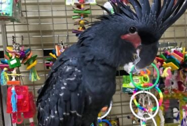 Handfed and reared Black Palm Cockatoo Parrot