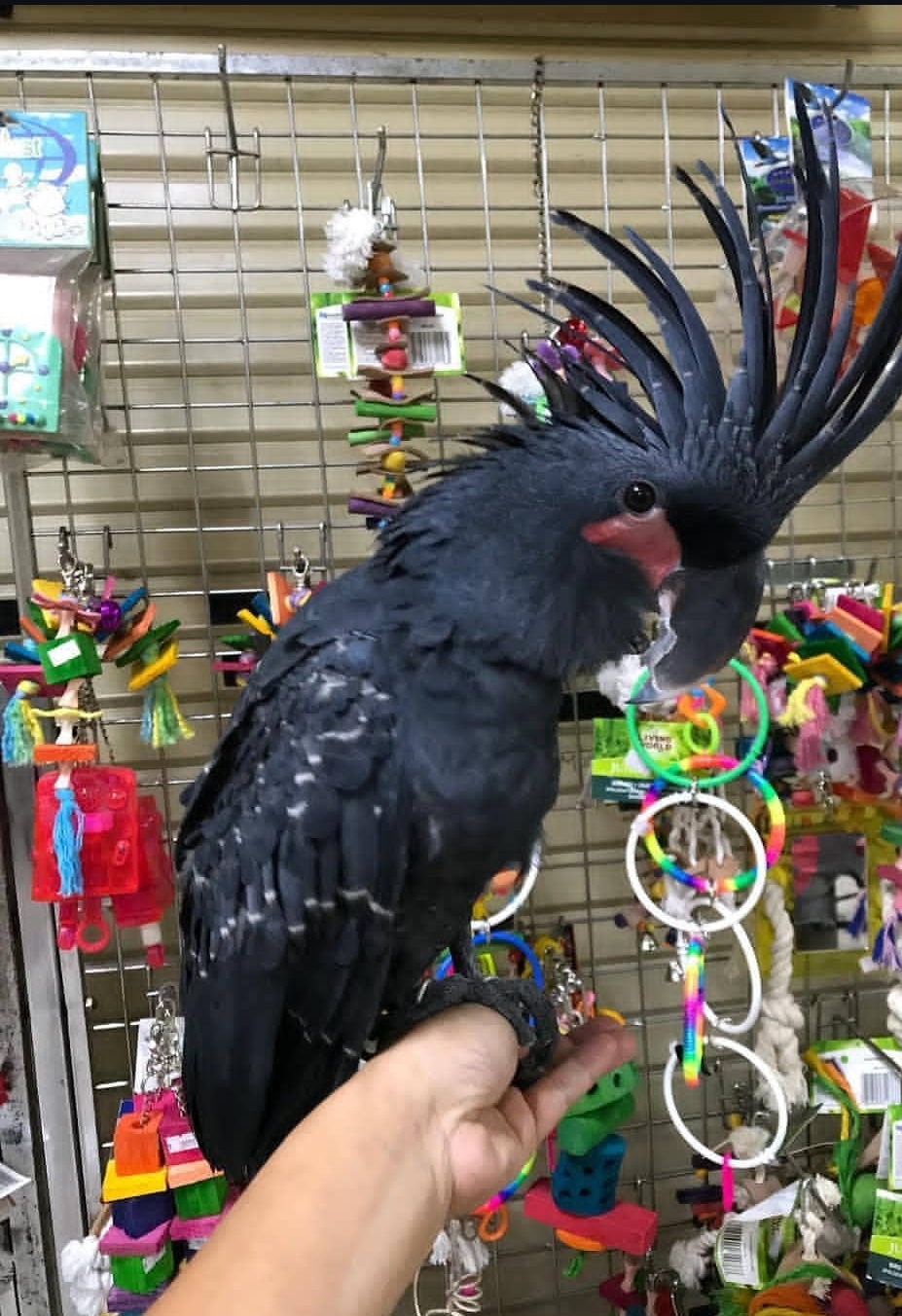 Handfed and reared Black Palm Cockatoo Parrot