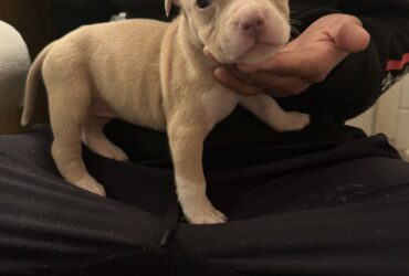 Blue fawn pitbull puppies