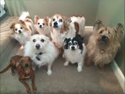 24 Hour Dog Sitter Mt. Tabor