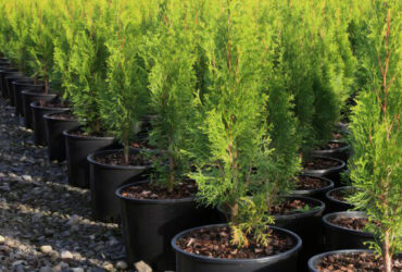 Michigan West Shore Nursery