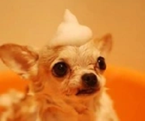 Pawsitive Images