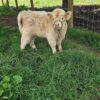 Buy mini highland cow