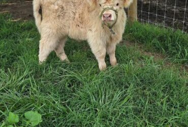 Buy mini highland cow
