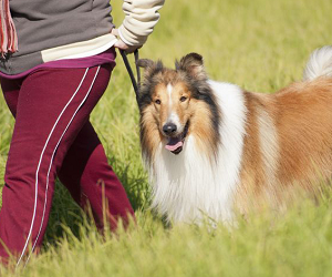 Top Dog Kennel