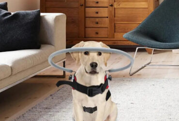 Top Pet Palace | Premium Pet Products and Foods