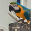 BirdsBeautiful Blue and Gold