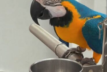 BirdsBeautiful Blue and Gold