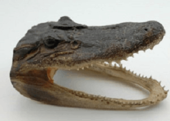 Delta Quest Taxidermy