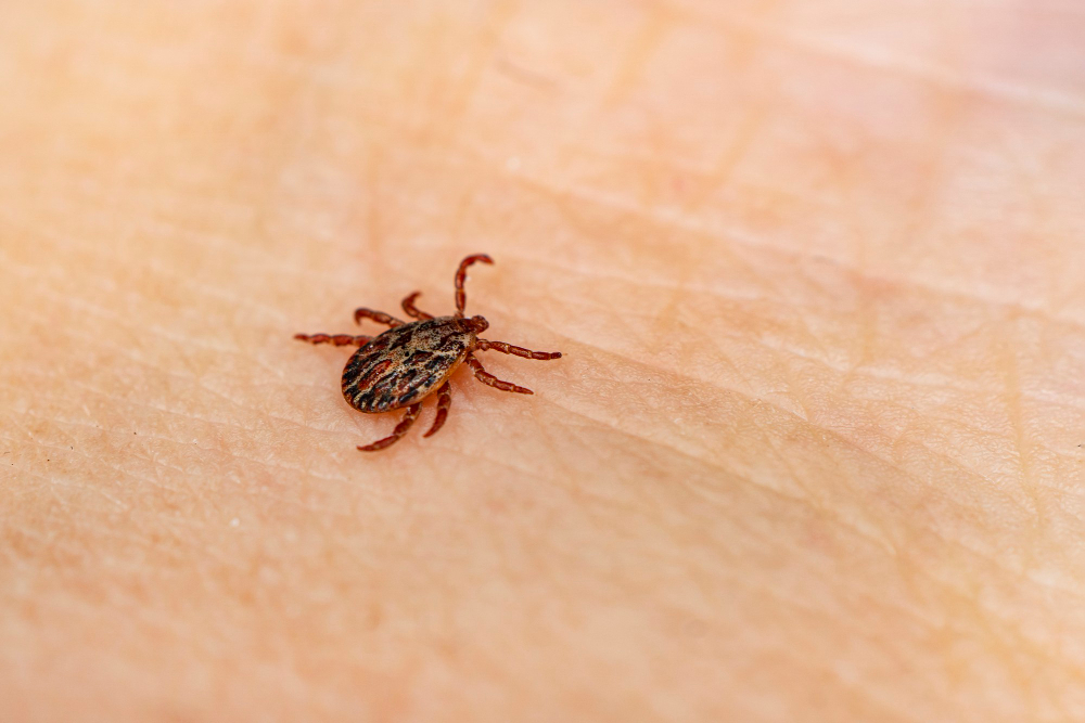 Queen "B" Pest Services & Wildlife