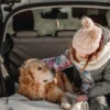 Pet Transport Via Road & Pet Transport By Road Specialists