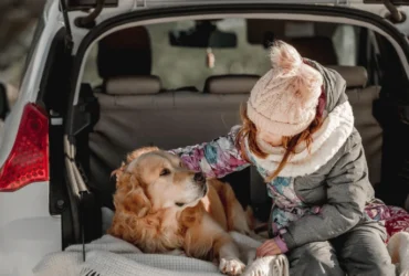 Pet Transport Via Road & Pet Transport By Road Specialists