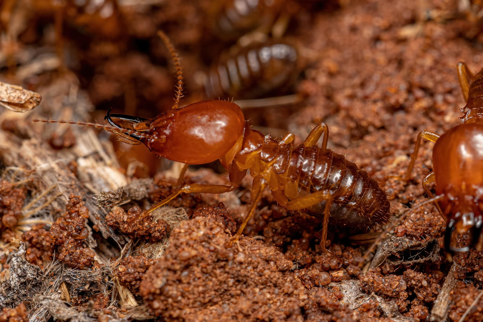 Queen "B" Pest Services & Wildlife